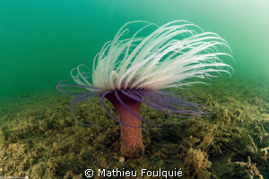 Cerianthus Membranaceus by Mathieu Foulquié 